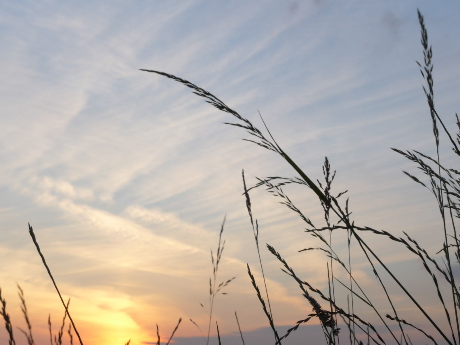 sky and grass